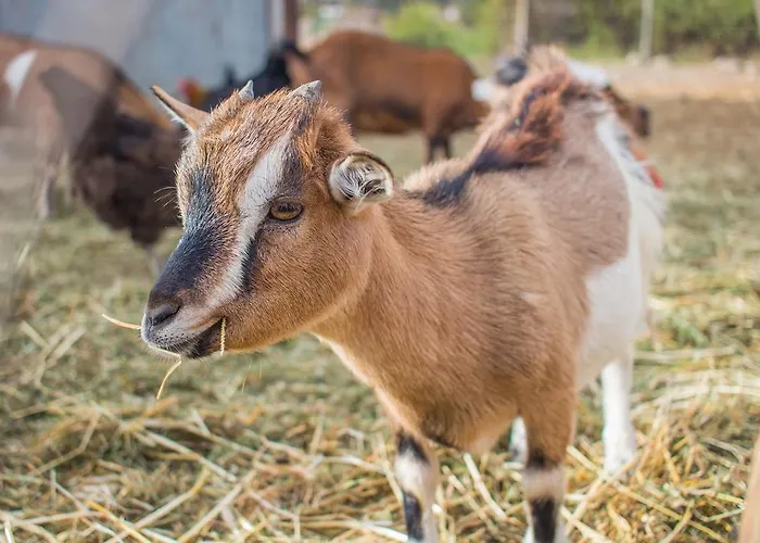 Casa Marmida Bauernhof Pardu Atzei